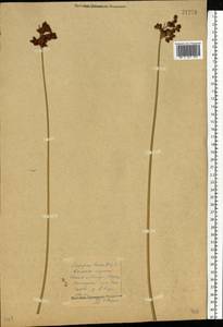 Schoenoplectus lacustris (L.) Palla, Eastern Europe, Central forest region (E5) (Russia)