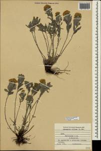 Galatella villosa (L.) Rchb. fil., Crimea (KRYM) (Russia)