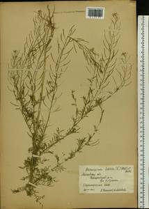 Descurainia sophia (L.) Webb ex Prantl, Eastern Europe, Moscow region (E4a) (Russia)