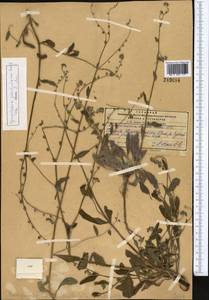 Paracynoglossum glochidiatum (Benth.) Valdés, Middle Asia, Pamir & Pamiro-Alai (M2)
