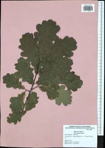 Quercus robur L., Eastern Europe, Central region (E4) (Russia)