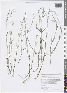 Epilobium palustre L., Siberia, Baikal & Transbaikal region (S4) (Russia)