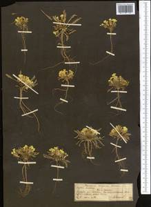 Chorispora songarica Schrenk, Middle Asia, Northern & Central Tian Shan (M4) (Kyrgyzstan)