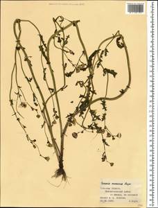 Senecio glaucus subsp. coronopifolius (Maire) C. Alexander, Eastern Europe, Central region (E4) (Russia)