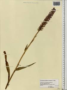 Gymnadenia conopsea (L.) R.Br., Eastern Europe, North-Western region (E2) (Russia)