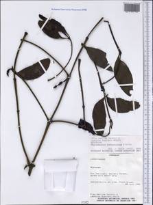 Phoradendron bathyoryctum Eichl., America (AMER) (Paraguay)
