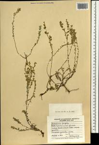 Artemisia frigida Willd., Mongolia (MONG) (Mongolia)