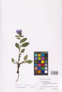 MHA 0 152 892, Pulmonaria officinalis L., Eastern Europe, Central forest-and-steppe region (E6) (Russia)