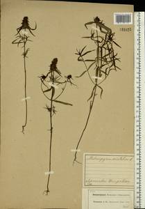 Melampyrum cristatum L., Eastern Europe, Central forest region (E5) (Russia)