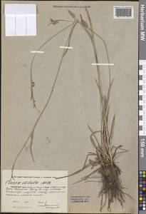 Carex diluta M.Bieb., Middle Asia, Caspian Ustyurt & Northern Aralia (M8) (Kazakhstan)