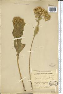 Lepidium chalepense L., Middle Asia, Syr-Darian deserts & Kyzylkum (M7)