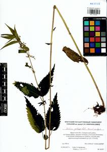 Urtica dioica subsp. pubescens (Ledeb.) Domin, Siberia, Baikal & Transbaikal region (S4) (Russia)