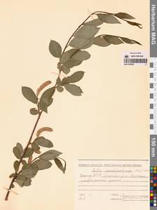 Salix pseudopentandra (Flod.) Flod., Siberia, Yakutia (S5) (Russia)
