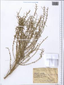 Haloxylon ammodendron (C. A. Mey.) Bunge ex Fenzl, Middle Asia, Syr-Darian deserts & Kyzylkum (M7) (Tajikistan)