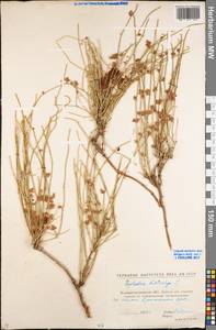Ephedra distachya L., Eastern Europe, North Ukrainian region (E11) (Ukraine)