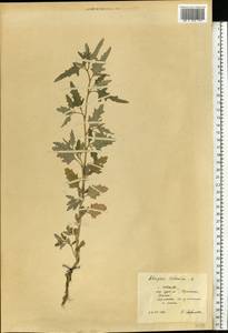 Atriplex tatarica L., Eastern Europe, Central forest region (E5) (Russia)