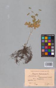 Isopyrum thalictroides L., Eastern Europe, Moldova (E13a) (Moldova)