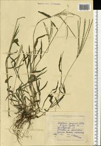 Digitaria sanguinalis (L.) Scop., Eastern Europe, North Ukrainian region (E11) (Ukraine)