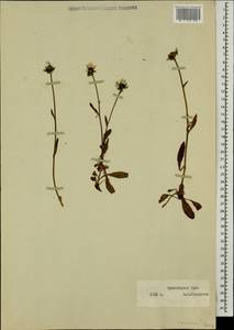 Hieracium alpinum L., Eastern Europe, Northern region (E1) (Russia)