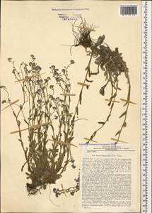 Myosotis lithospermifolia (Willd.) Hornem., Caucasus, Krasnodar Krai & Adygea (K1a) (Russia)
