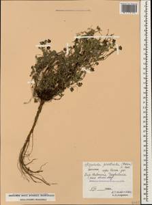 Asperula prostrata (Adams) K.Koch, Caucasus, Dagestan (K2) (Russia)