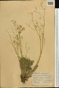 Gypsophila altissima L., Eastern Europe, Eastern region (E10) (Russia)