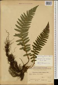 Polystichum braunii (Spenn.) Fée, Caucasus, Georgia (K4) (Georgia)