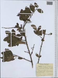 Gymnosporia arbutifolia subsp. arbutifolia, Africa (AFR) (Ethiopia)