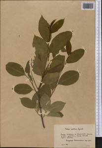 Prunus serotina Ehrh., Botanic gardens and arboreta (GARD) (Russia)
