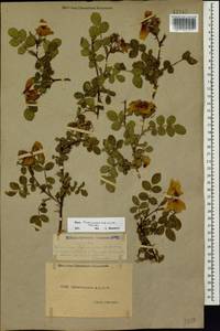 Rosa transcaucasica Manden., Caucasus, Dagestan (K2) (Russia)
