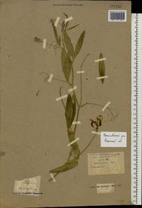 Lathyrus sylvestris L., Eastern Europe, Central region (E4) (Russia)