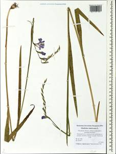 Gladiolus imbricatus L., Eastern Europe, North-Western region (E2) (Russia)