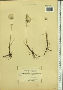 Eriophorum scheuchzeri Hoppe, Siberia, Central Siberia (S3) (Russia)