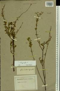 Spiraea hypericifolia L., Eastern Europe, Lower Volga region (E9) (Russia)