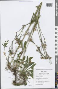 Silene nutans L., Eastern Europe, Central region (E4) (Russia)