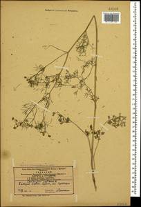 Coriandrum sativum L., Caucasus, Azerbaijan (K6) (Azerbaijan)