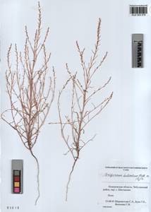 KUZ 003 578, Corispermum declinatum Steph. ex Stev., Siberia, Altai & Sayany Mountains (S2) (Russia)