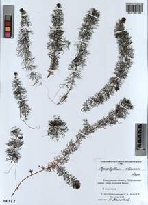 KUZ 000 043, Myriophyllum sibiricum Komarov, Siberia, Altai & Sayany Mountains (S2) (Russia)
