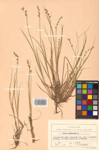 Carex canescens subsp. canescens, Siberia, Russian Far East (S6) (Russia)