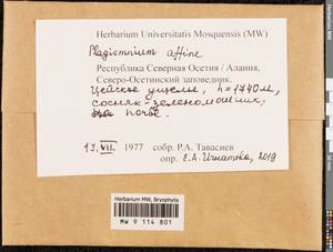 Plagiomnium affine (Blandow ex Funck) T.J. Kop., Bryophytes, Bryophytes - North Caucasus & Ciscaucasia (B12) (Russia)