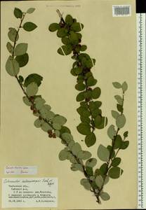 Cotoneaster alaunicus Golitsin, Eastern Europe, Central forest-and-steppe region (E6) (Russia)