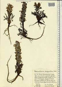 Pedicularis lanata subsp. dasyantha (Hadac) Hultén, Eastern Europe, Northern region (E1) (Russia)