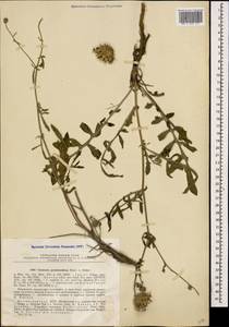 Centaurea pseudoscabiosa Boiss. & Buhse, Caucasus, Azerbaijan (K6) (Azerbaijan)