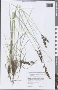 Achnatherum calamagrostis (L.) P.Beauv., Siberia, Baikal & Transbaikal region (S4) (Russia)