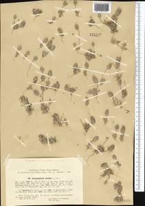 Ceratocephala falcata (L.) Pers., Middle Asia, Syr-Darian deserts & Kyzylkum (M7) (Uzbekistan)