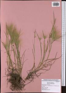 Hordeum jubatum L., Eastern Europe, Central region (E4) (Russia)