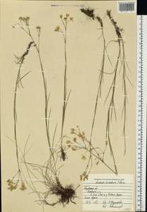 Eremogone saxatilis (L.) Ikonn., Eastern Europe, Central region (E4) (Russia)