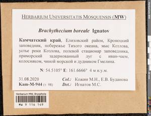 Brachythecium boreale Ignatov, Bryophytes, Bryophytes - Chukotka & Kamchatka (B21) (Russia)