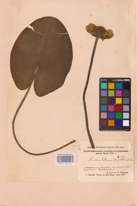 Nuphar lutea (L.) Sm., Eastern Europe, Lower Volga region (E9) (Russia)