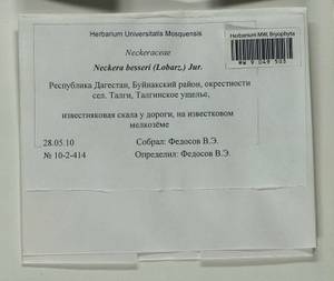 Alleniella besseri (Lobarz.) S. Olsson, Enroth & D. Quandt, Bryophytes, Bryophytes - North Caucasus & Ciscaucasia (B12) (Russia)